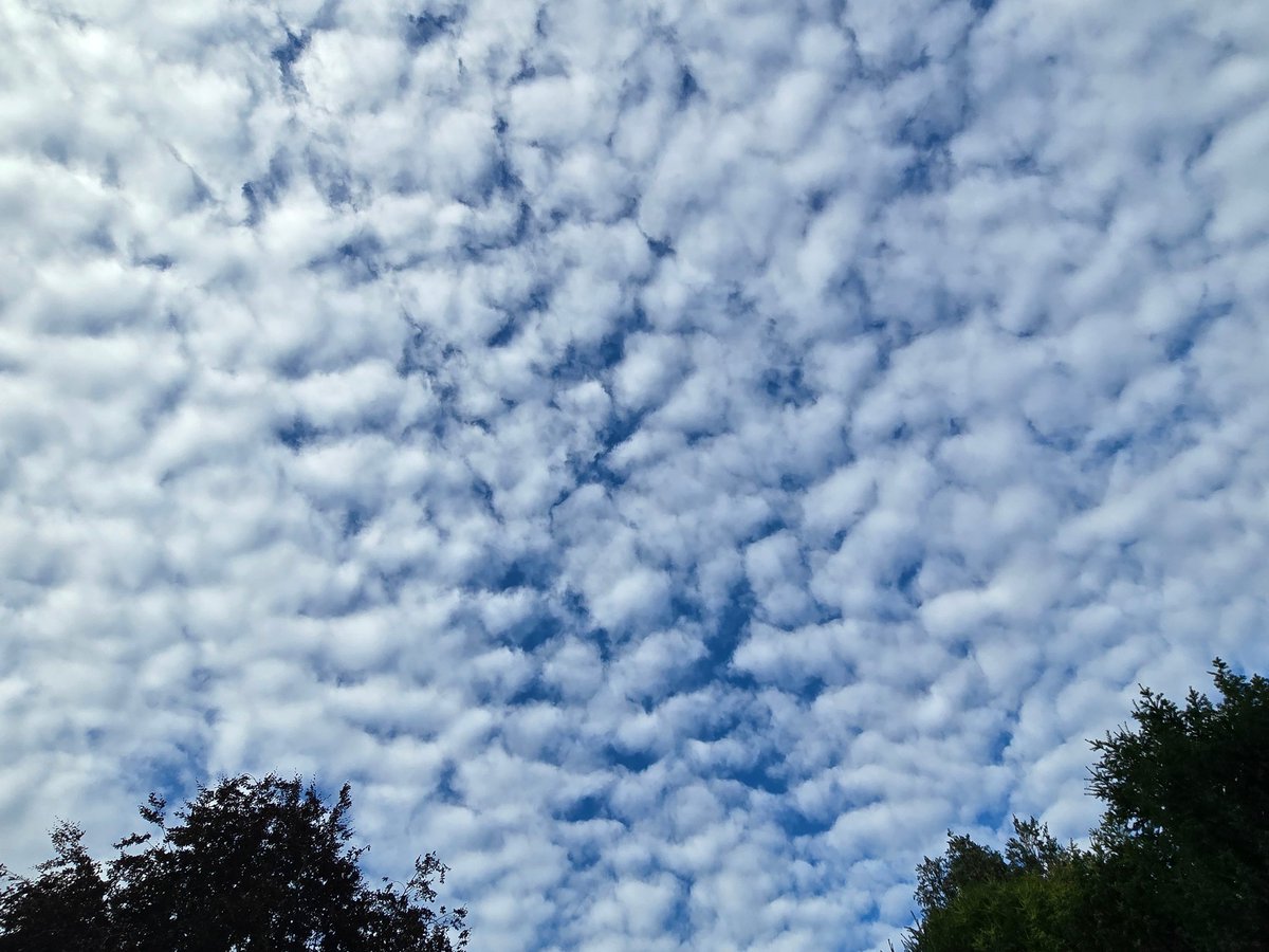 Peter Lewis (@peterlewis55) on Twitter photo Superb Mackeral skies here in the south east. Much discussed this morning by <a href="/SimonOKing/">Simon King</a> on <a href="/BBCBreakfast/">BBC Breakfast</a> I hope Charlie will remember it's called Altocumulus Undulatus! <a href="/CloudAppSoc/">Cloud Appreciation Society</a> <a href="/StormHour/">#StormHour</a> <a href="/ThePhotoHour/">#ThePhotoHour</a> Superb Mackeral skies here in the south east. Much discussed this morning by <a href="/SimonOKing/">Simon King</a> on <a href="/BBCBreakfast/">BBC Breakfast</a> I hope Charlie will remember it's called Altocumulus Undulatus! <a href="/CloudAppSoc/">Cloud Appreciation Society</a> <a href="/StormHour/">#StormHour</a> <a href="/ThePhotoHour/">#ThePhotoHour</a>