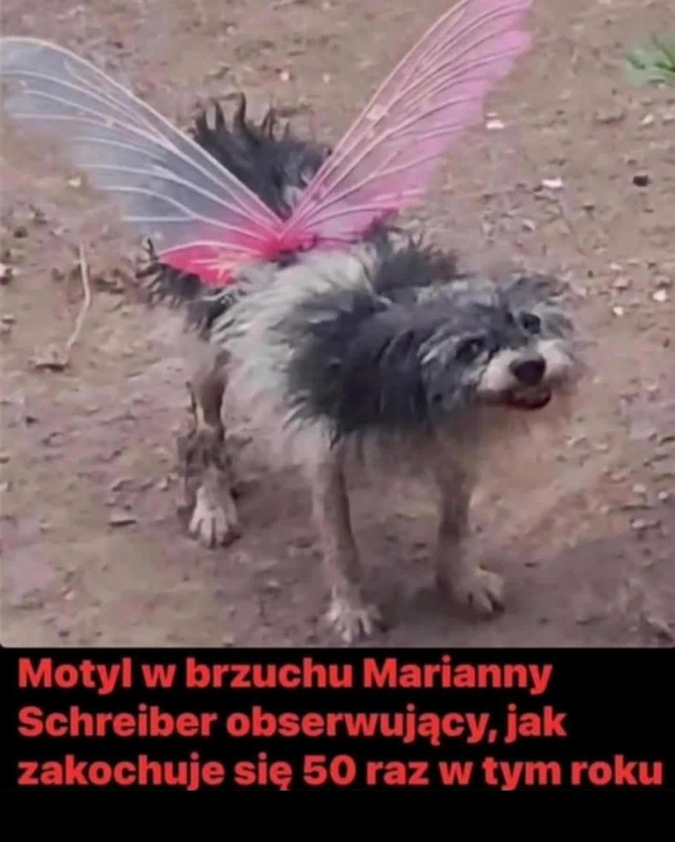 Państwo na Trytytki (@panstwotrytytki) on Twitter photo 