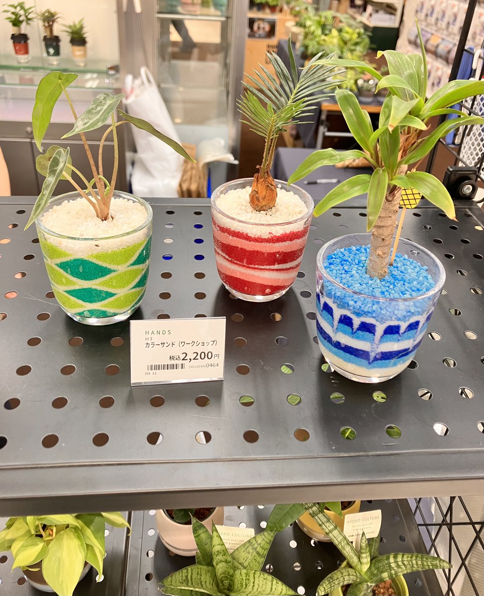 10F イベントスペース】 「ハイドロカルチャーとアロイド植物の空間
