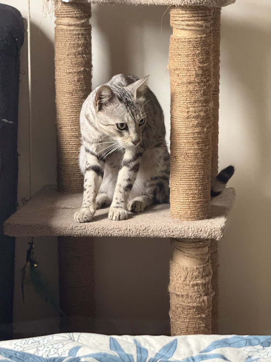 Received final notice for Megh from the society. They will throw him out. I’ve requested a few days to allow him to heal. My desperate attempt at getting him adopted via multiple SM channels, friends posting on their society groups etc. hasn’t worked. Please help get Megh a home.