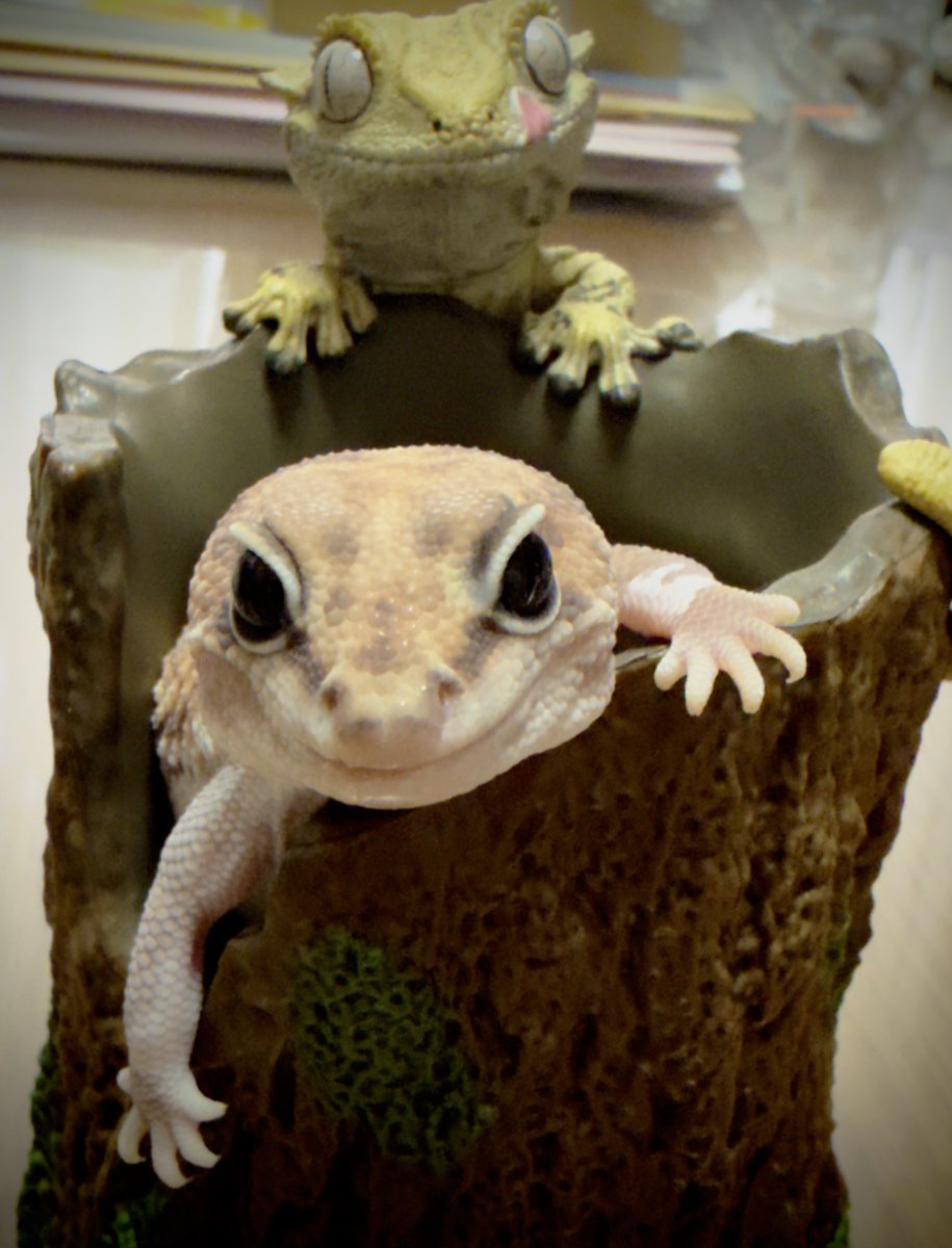 matubiz's tweet image. なんとかD賞とラストワン賞はゲットできてたんですが、ようやく開封しました。

#爬虫類  #一番くじ