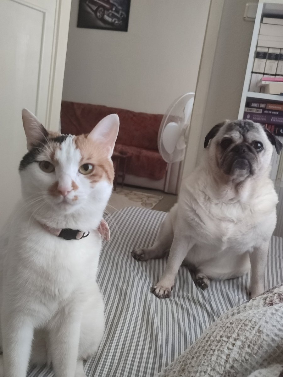 Kaffelti hayla hasır deil??