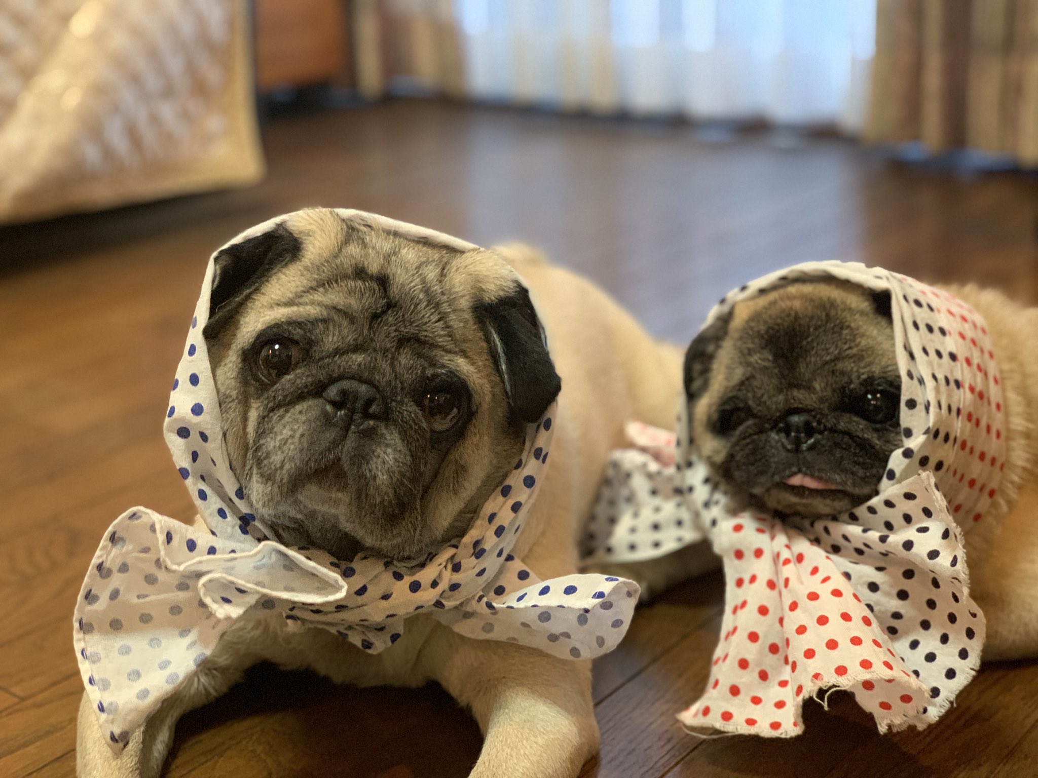 和菓子屋 (@pug_WAGASHIYA) / X