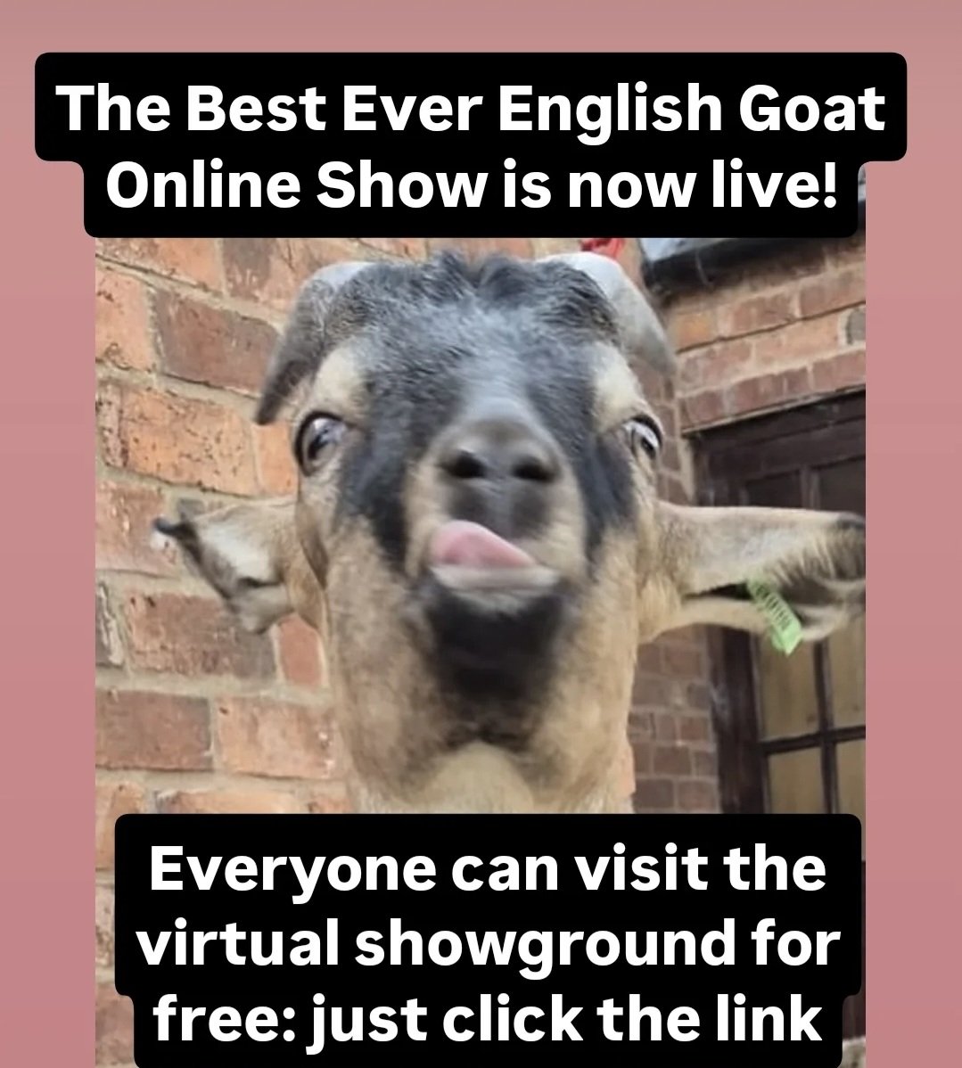 English Goat Breeders Association tweet media