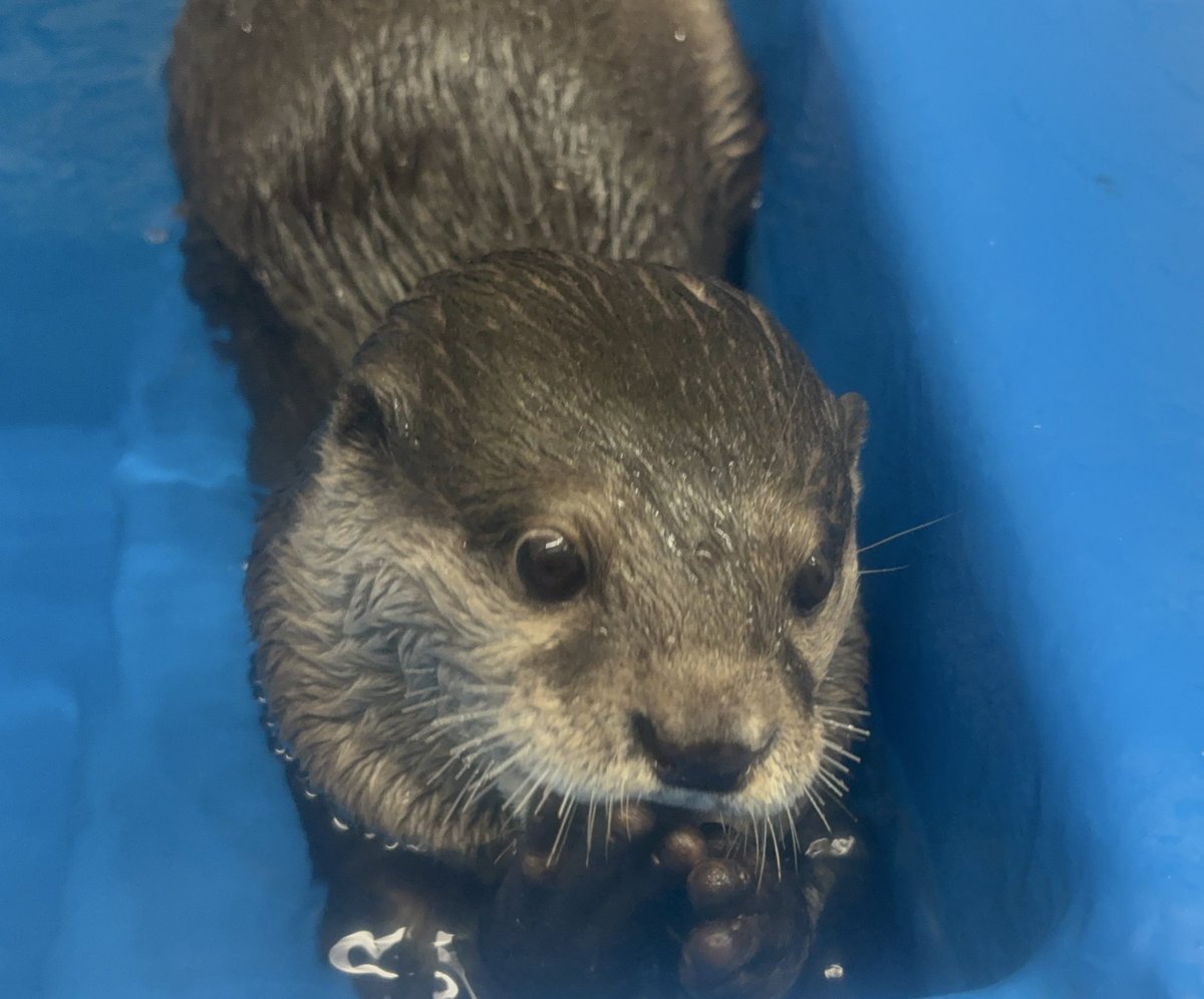 カワウソ① YouTube