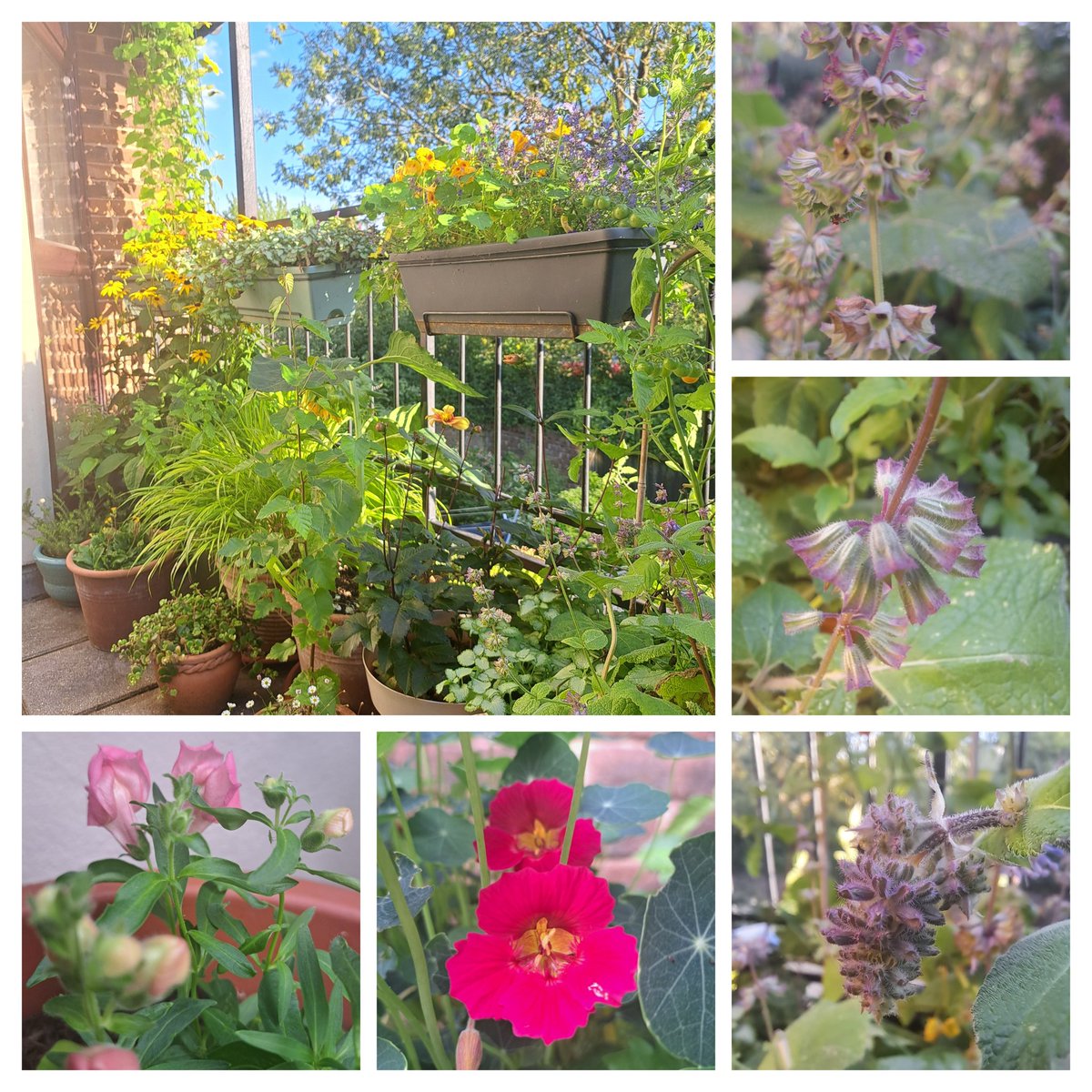 As I sat outside yesterday evening, I was admiring Lilac Sage. Nasturtium TipTop 'Rose' is finally flowering. 
Snap dragons have made a surprise appearance, I thought the seedlings had died off. It's nice to have some pink!
Have a good day wherever it takes you. #SixOnSaturday