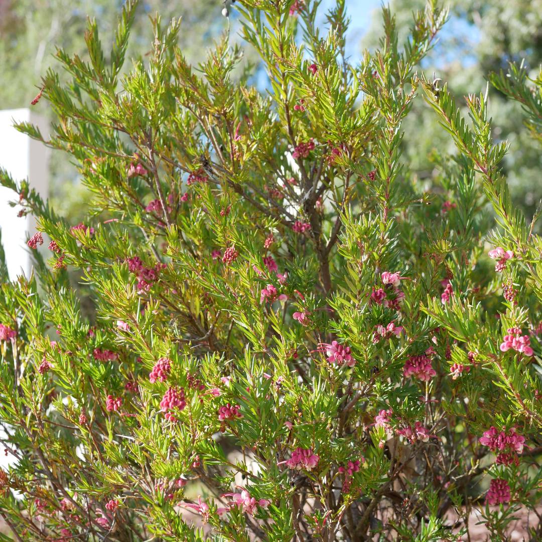 RBG Victoria (@rbg_victoria) on Twitter photo This is ๐บ๐๐๐ฃ๐๐๐๐๐ ๐๐๐ ๐๐๐๐๐๐๐๐๐๐๐ 'Rosy's Baby', a compact cultivar that delivers big when it comes to beautiful blooms! โก
๐See it at Royal Botanic Gardens Cranbourne, growing in both the 1950s Home Garden, and in lovely hedge form in the Cultivar Garden. This is ๐บ๐๐๐ฃ๐๐๐๐๐ ๐๐๐ ๐๐๐๐๐๐๐๐๐๐๐ 'Rosy's Baby', a compact cultivar that delivers big when it comes to beautiful blooms! โก
๐See it at Royal Botanic Gardens Cranbourne, growing in both the 1950s Home Garden, and in lovely hedge form in the Cultivar Garden.