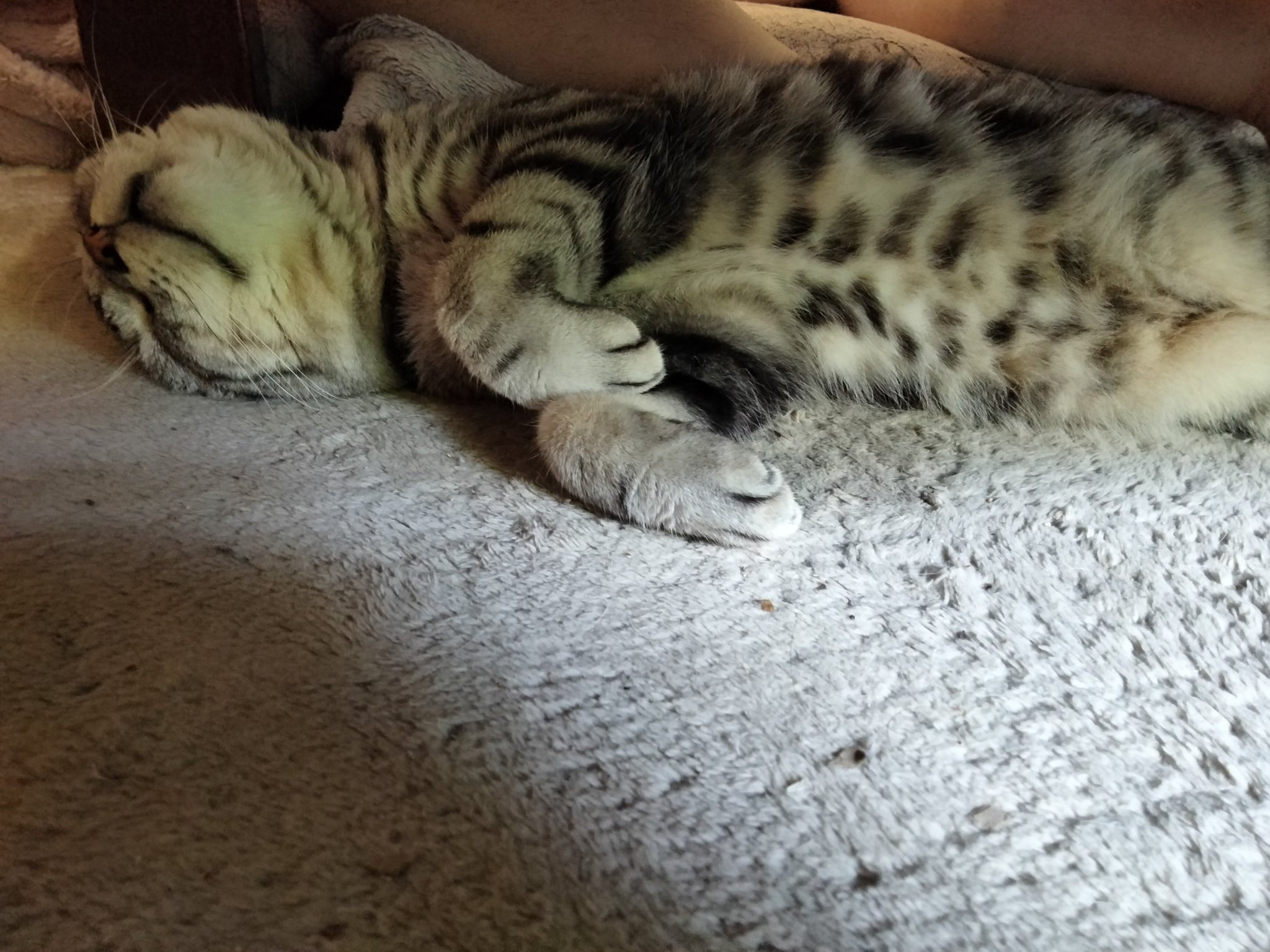 白ネコ　大きめ ᷄ὢ・᷅ ) #猫 #猫写真 #猫のいる暮らし #猫大好き #ねこ #ねこ