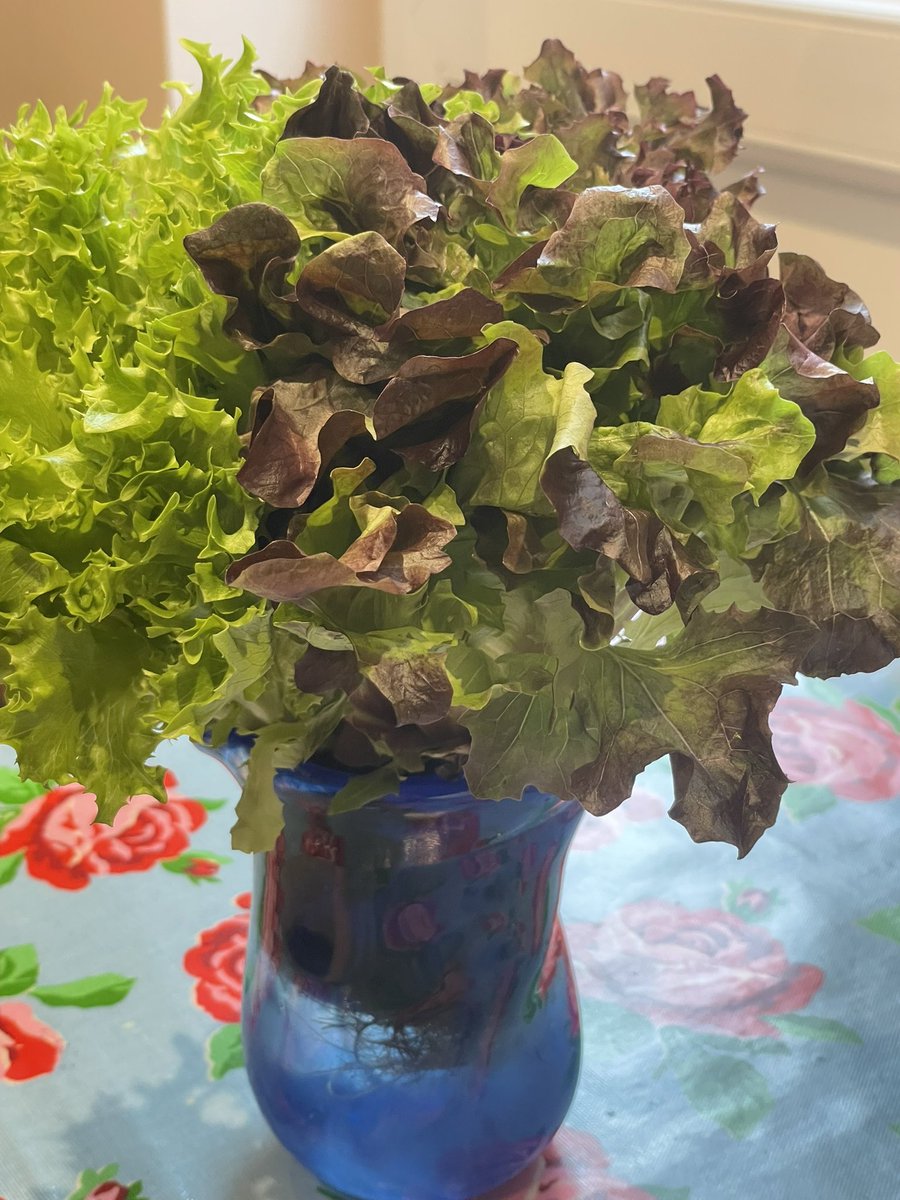 #Central piece on the #kitchen 
table! A bunch of lovely #lettuces!