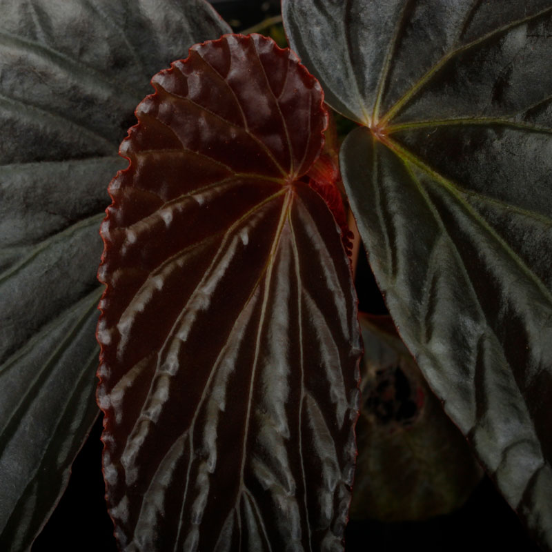 Begonia sp. Black Blood ベゴニア ブラック・ブラッド Begonia sp. 
