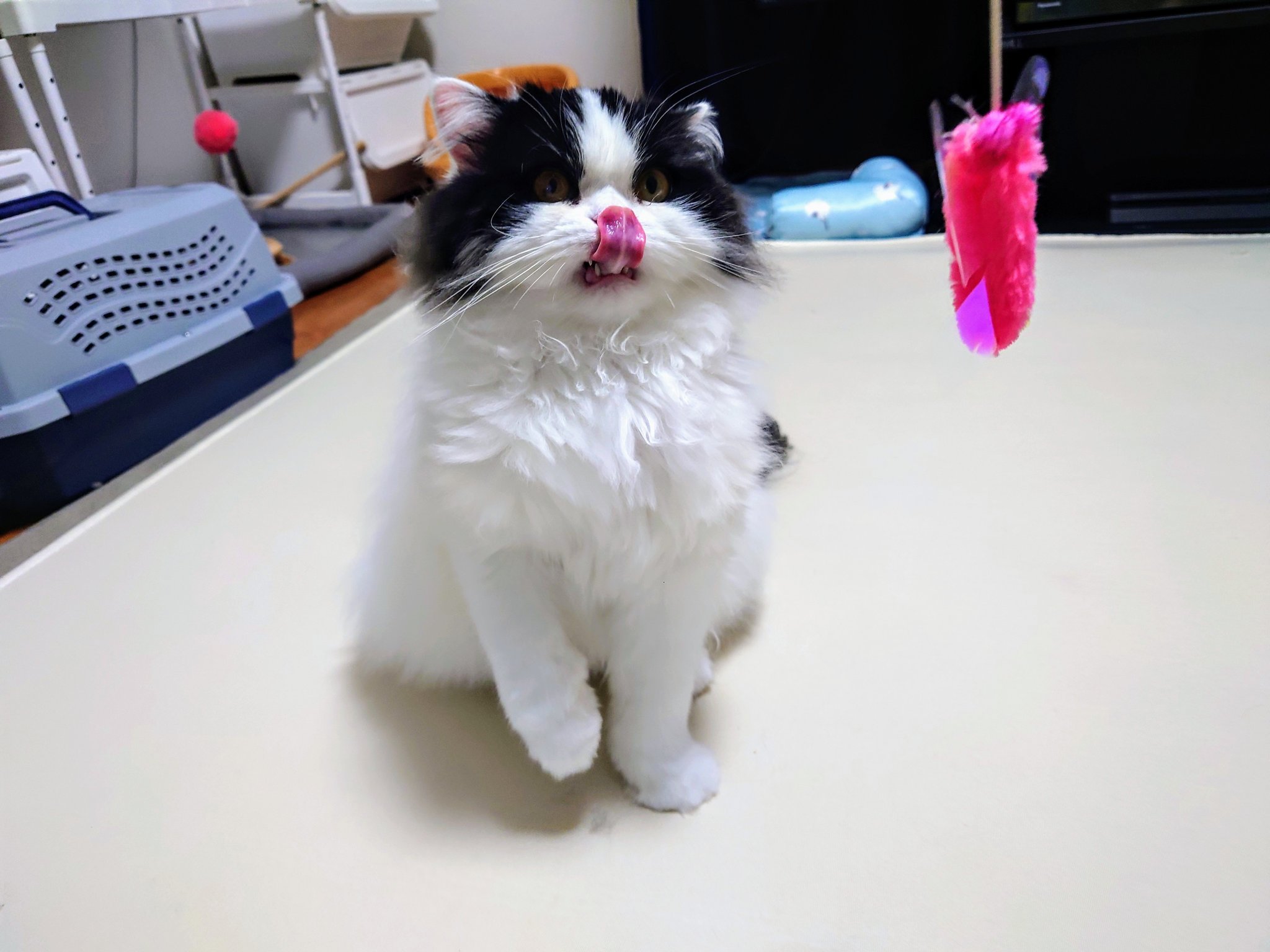 £たかこ£様　ネコちゃん たかこ£様 ネコちゃん ねこと暮らす - Cerca / X