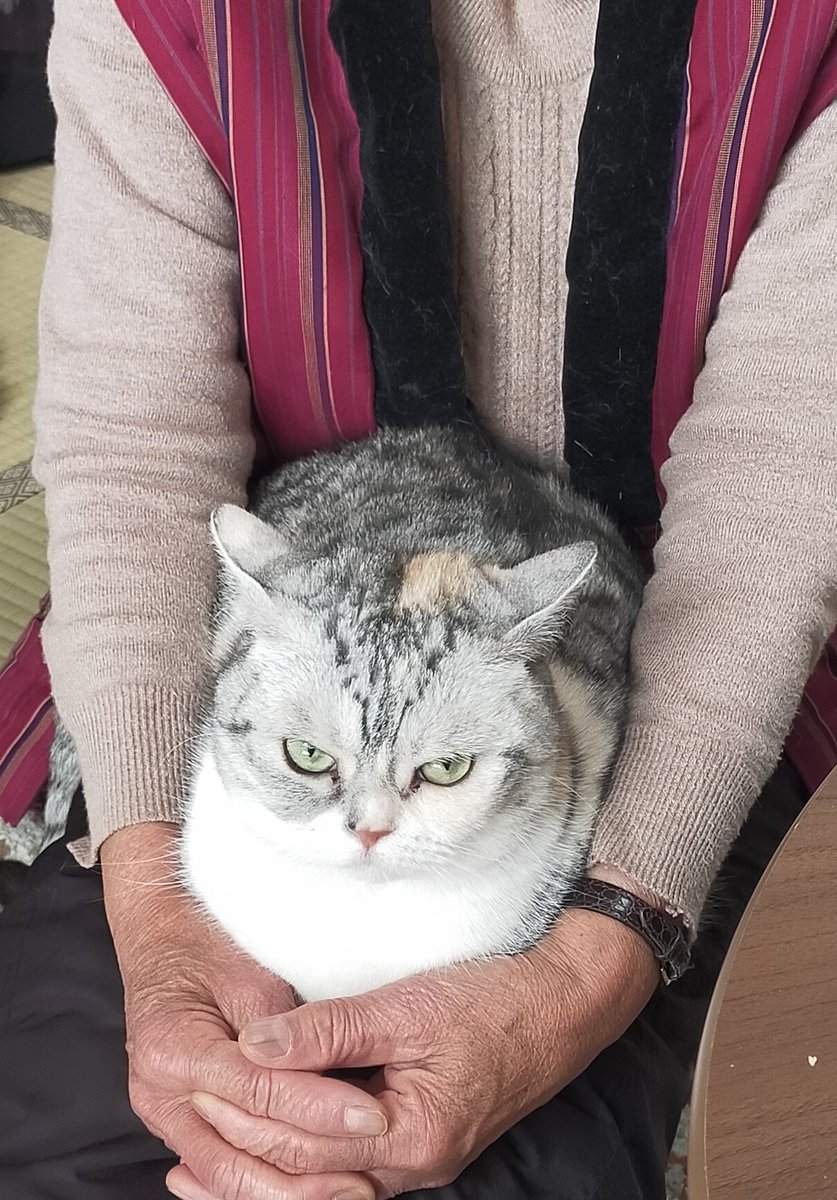 まさまさ(猫) on X: 