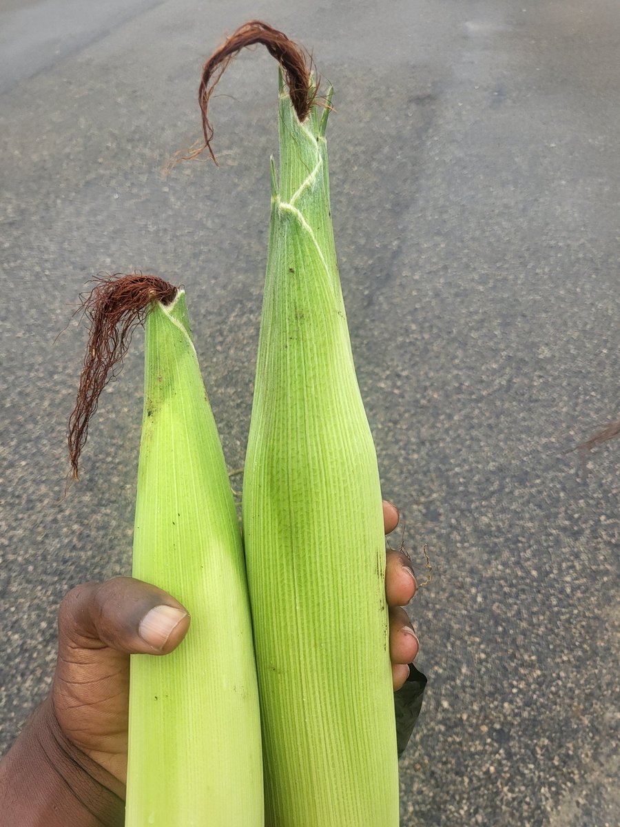 Early morning farm visit.Even inside rain we go still chop corn