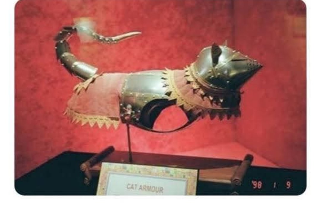 🤩 je vais mettre ça à mon chat et il va devenir le boss du quartier avant d envahir le département puis la région et la France !!!