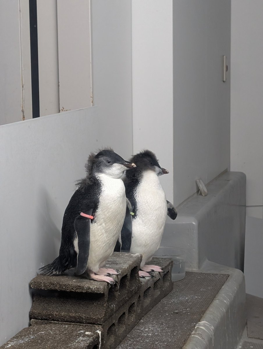 ペンギンの部屋です えまごろう🐧 on X: 