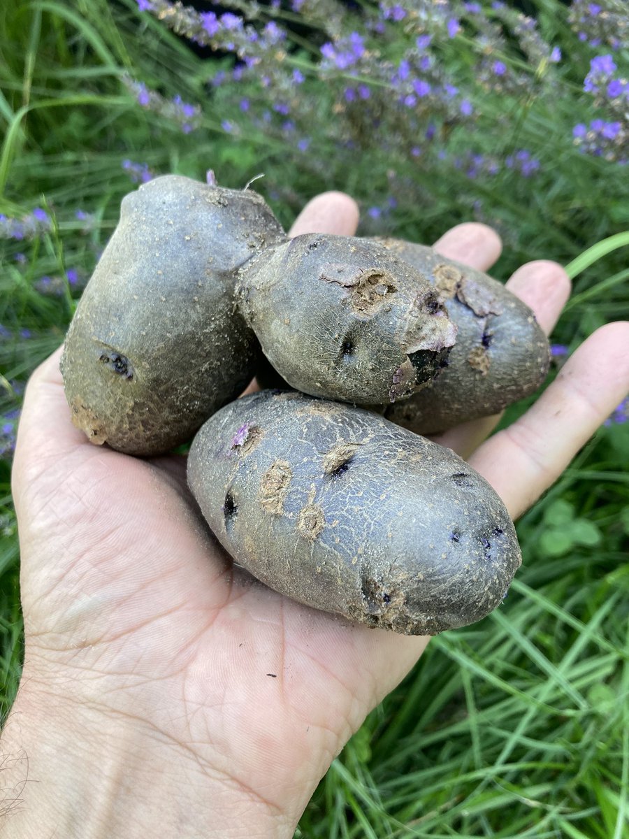 noubase's tweet image. Сорт «Солоха» селекції Інституту картоплярства НААН України.