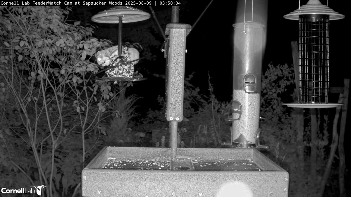 22:46, 8/8   Good morning and happy Saturday feeder fans, everywhere!  #cornellfeeders