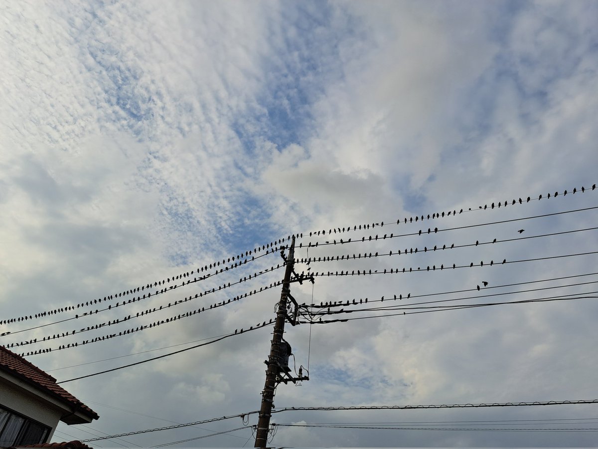 会社戻って明日の準備してたんですよ
うるさいなって見上げたらめっちゃ止まってた(笑)