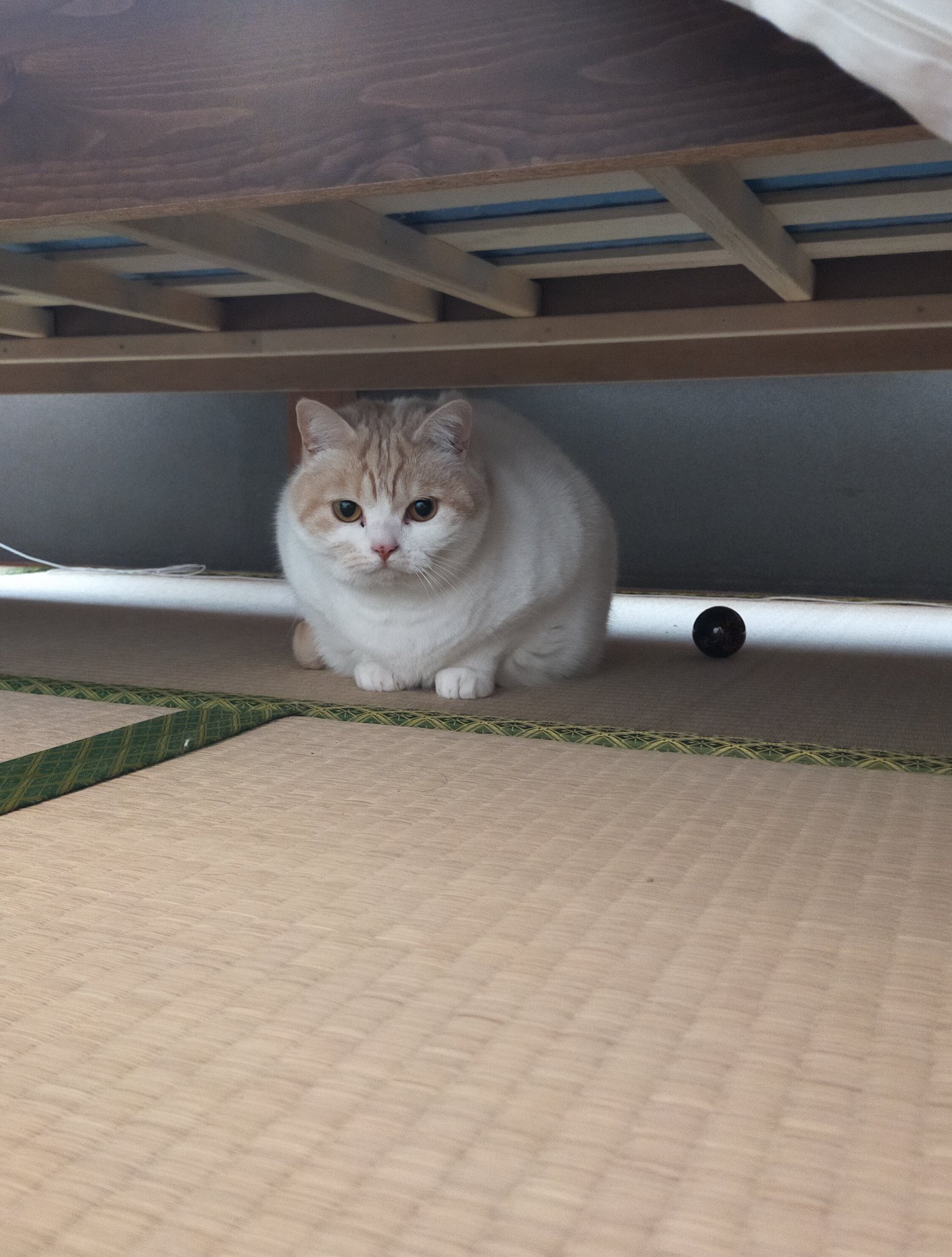 まさねこさん専用 マザーガーデン さわってねこちゃん＆バスケット / Mother