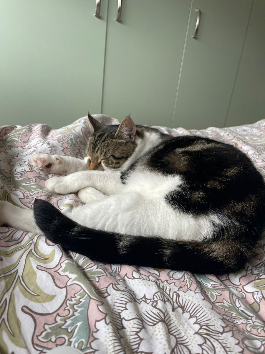 Four-year-old Olivia has been waiting for a new home for over 300 days. That's 300 days too many.💔

Olivia will make the perfect companion for a family that truly appreciates an opinionated, independent cat.

Meet Olivia 👇
bit.ly/46Jmgr3
#Caturday