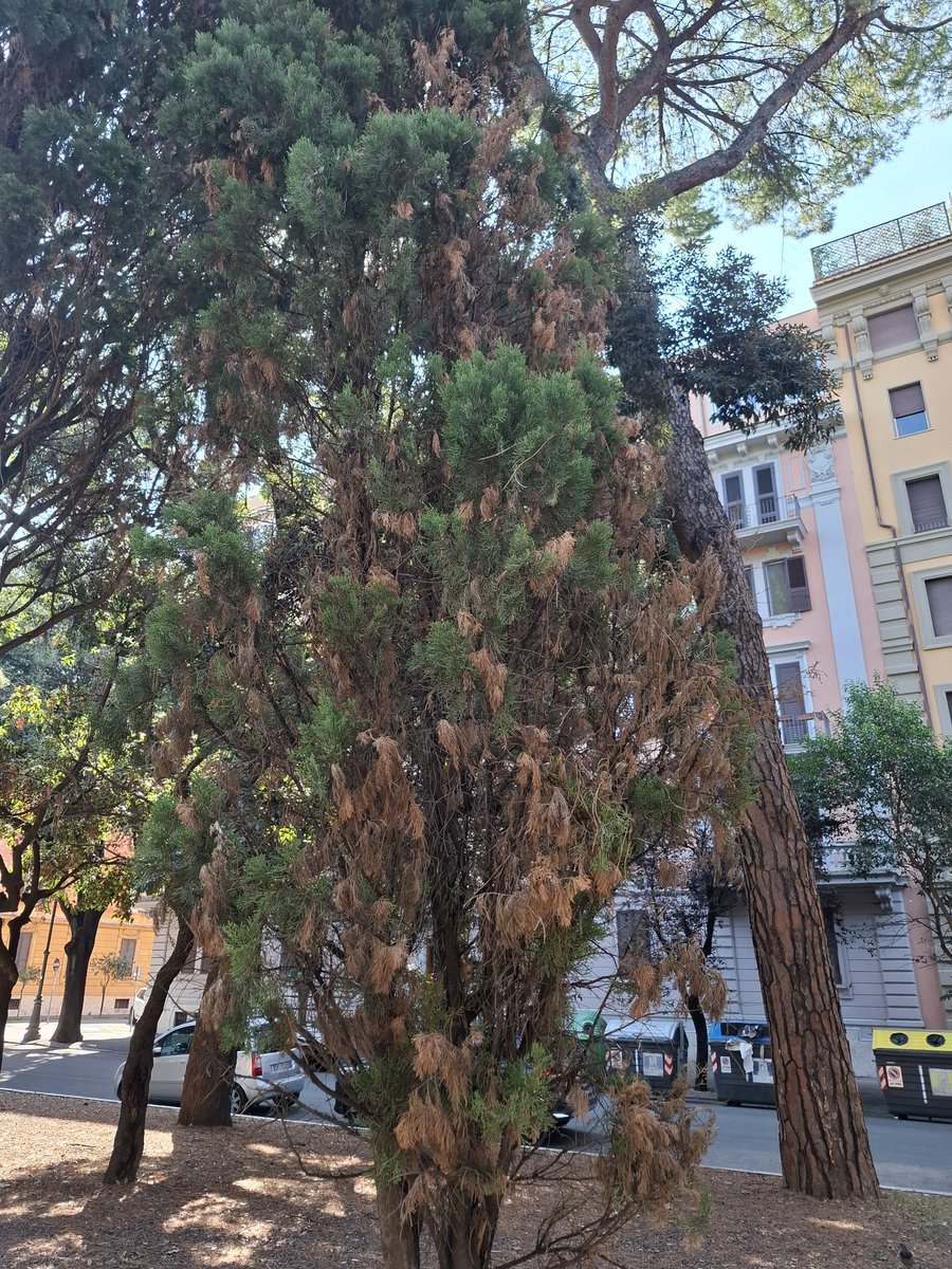 <a href="/PoveraR/">Povera Roma</a> Non è necessario aspettare qualche mese. Guardate già ora