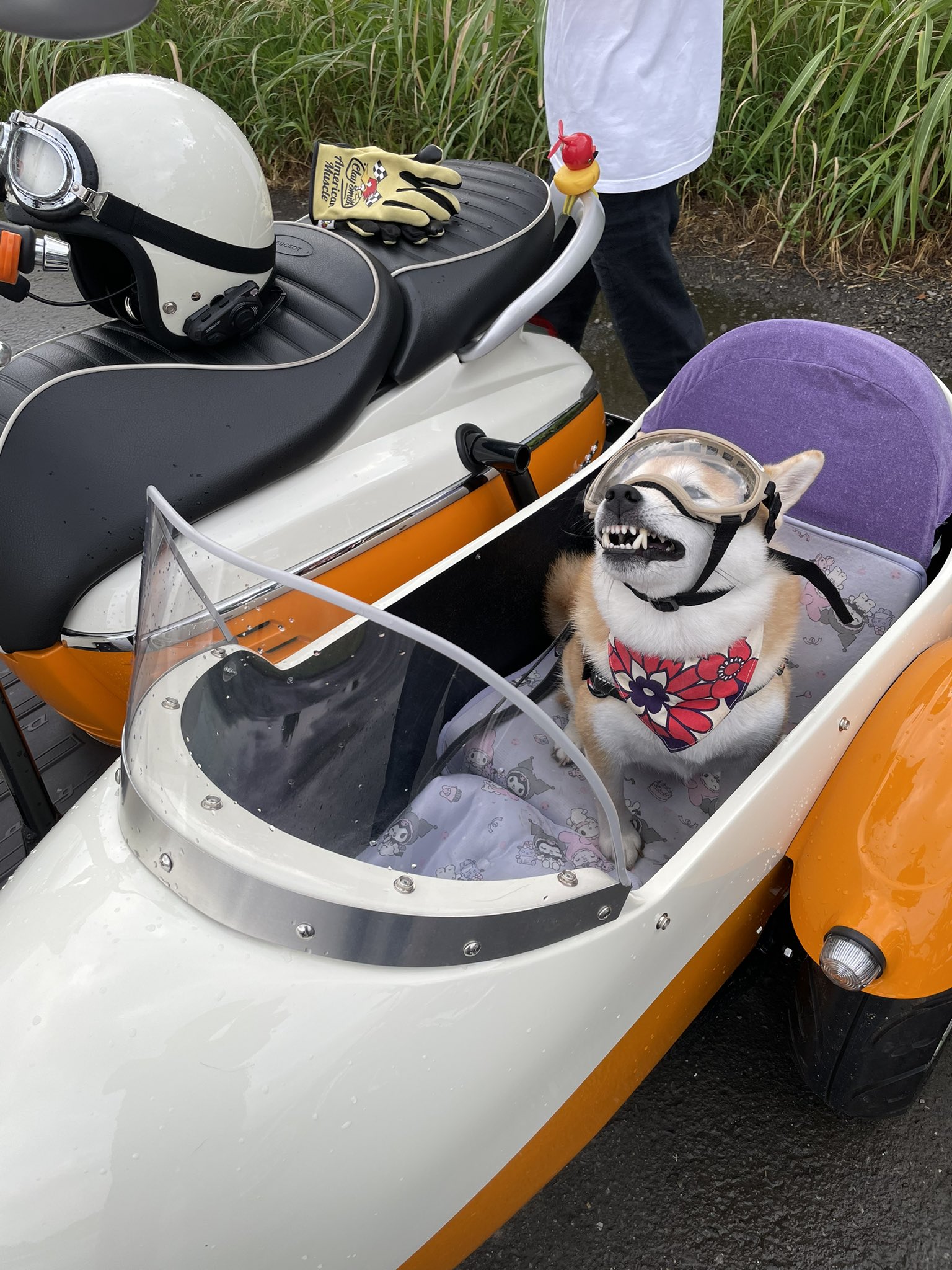 くまごろー くまごろークッション | くまごろーのおみせ