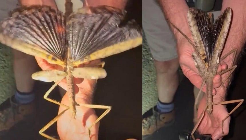 オーストラリアの高地帯アサートン高原で発見された新種の昆虫アクロヒラ・アルタ。
体長なんと約40センチ。久々の大物新種だな。