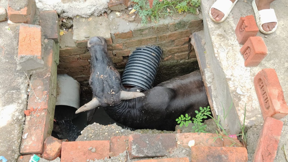 जनपद बरेली थाना सुभाष नगर के अंतर्गत साउथ सिटी ग्रीन के सामने नंदी जी नाले में गिर गए हैं लोग ना होने के कारण जो लोग मौके पे हैं  अकेले निकाल नहीं पा रहे हैं <a href="/112UttarPradesh/">Call 112</a> से निवेदन है सहायता प्रदान करें <a href="/BareillyCfo/">BAREILLY FIRE AND EMERGENCY SERVICES</a> <a href="/fireserviceup/">Fire & Emergency Services Uttar Pradesh Police</a> <a href="/bareillypolice/">Bareilly Police</a> <a href="/CMOfficeUP/">CM Office, GoUP</a>