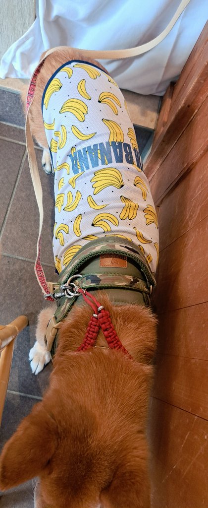 この左側のでっかい
ワンチャンが
しば距離を無視して
がーっと来たからもう
ボクちゃんのハートが
粉々になっちゃって、
ずっと壁に引っ付いてた。
 #ドックカフェ