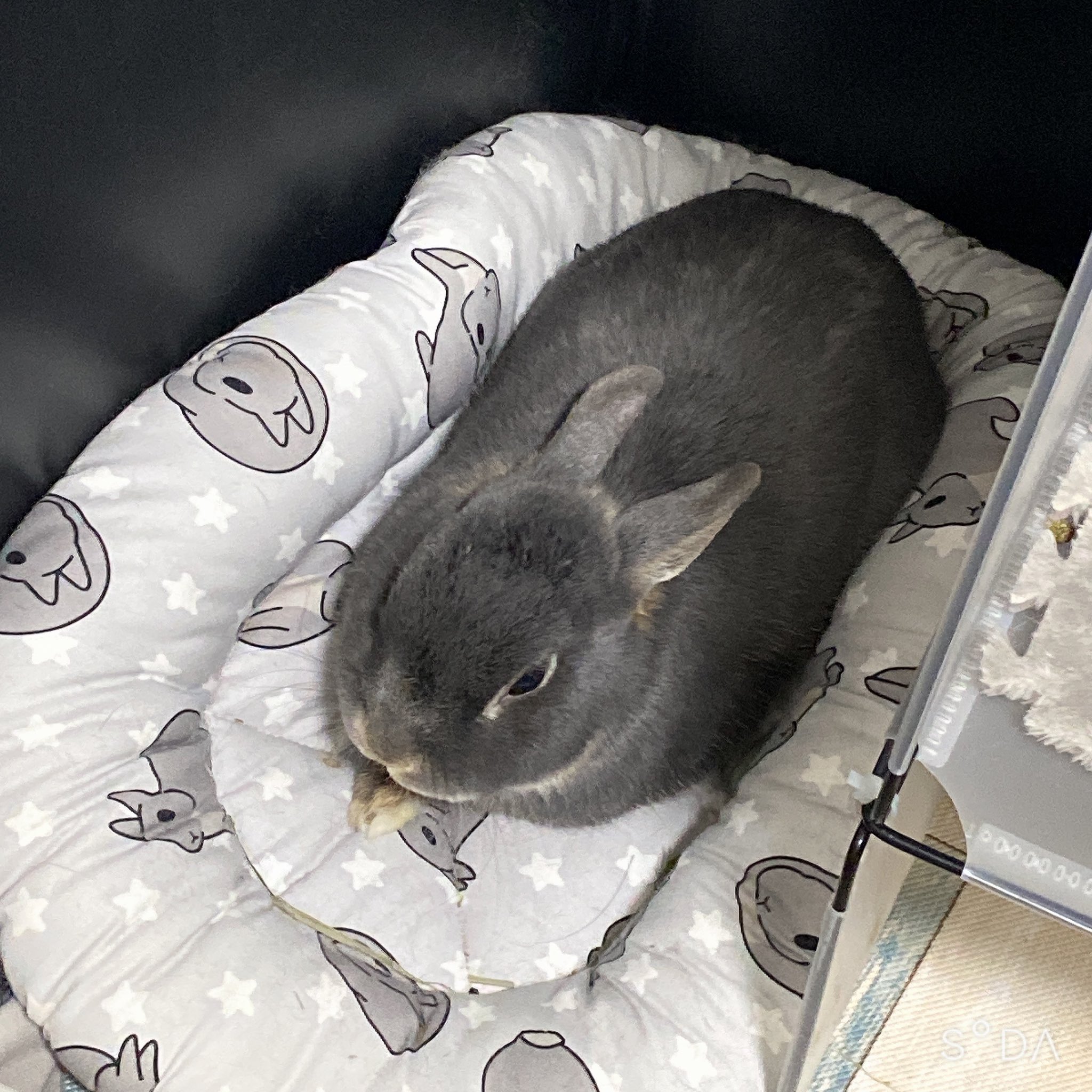 usagi 様 確認用 うさぎ様 ご確認用 ピンクうさぎ様確認用です 限定