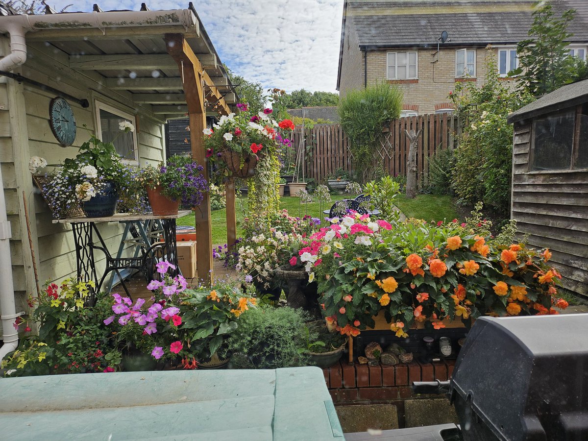 chisel2211's tweet image. A view from my kitchen window this morning...the flowers are getting past their best, but I love to see them. #MakesMeSmile