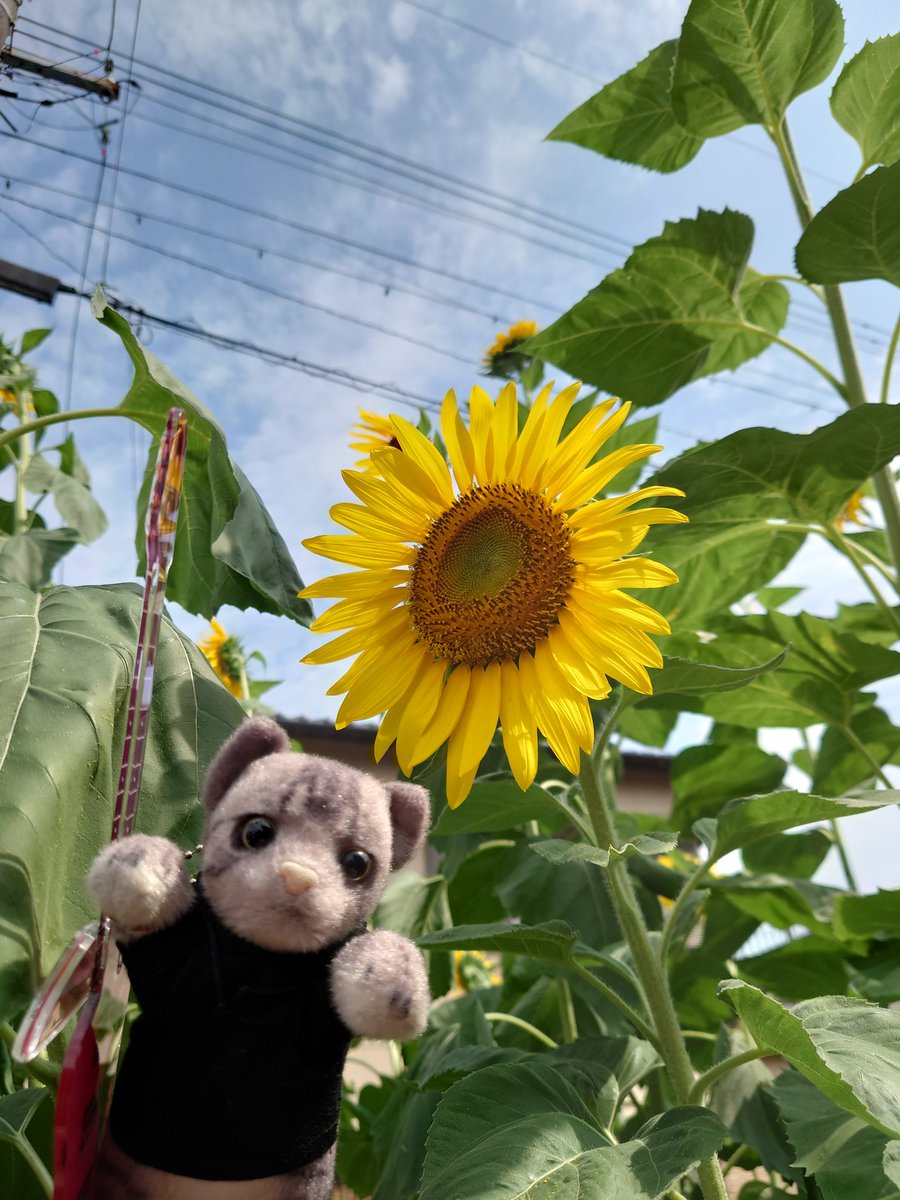 cinnamon_no_man's tweet photo. うちの庭のひまわりが綺麗に咲いてくれたので推し活してみた🌻😺

#TABBYCATPAWS https://t.co/LT6L9Cn1QO