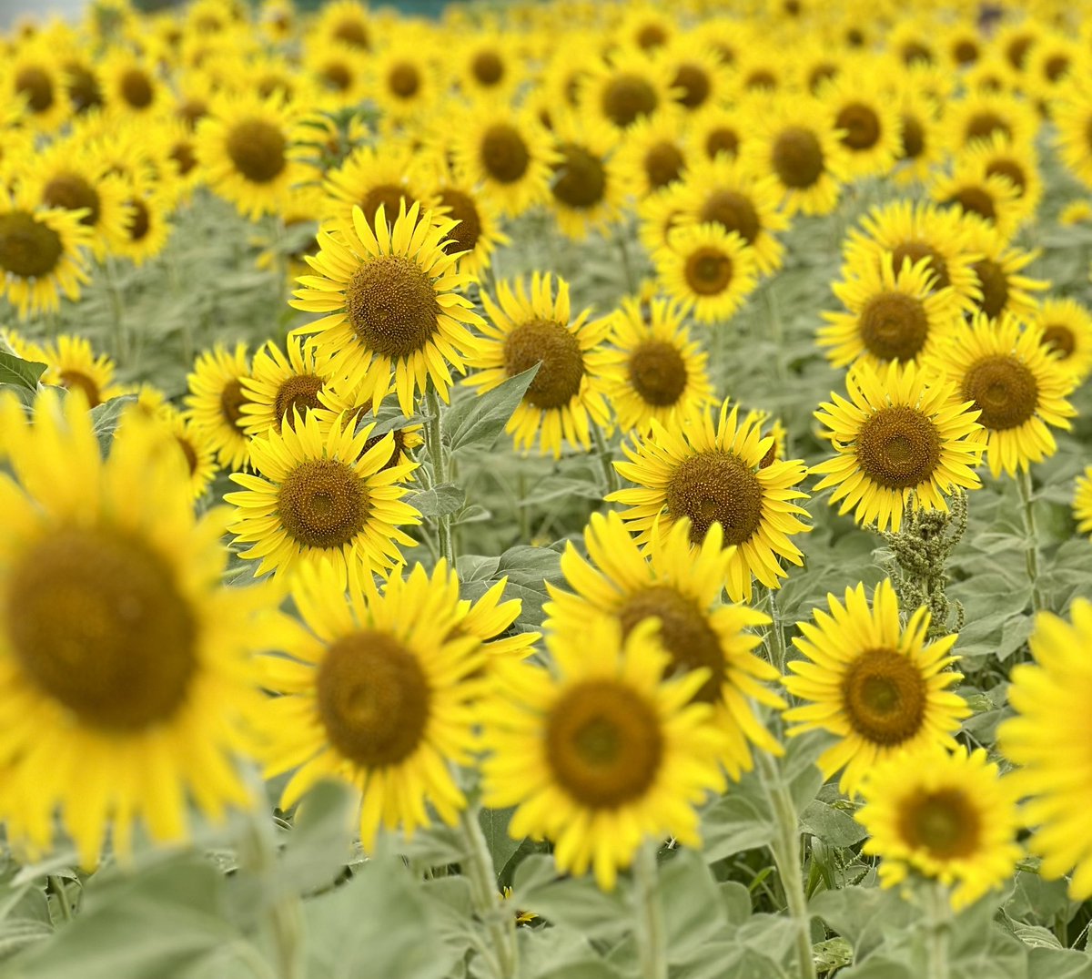 お日様の作ったベッドにダイブしてきました🌻ﾋﾟﾖﾝ
サンダルで来ちゃった足元が泥だらけなのはナイショです🤫
