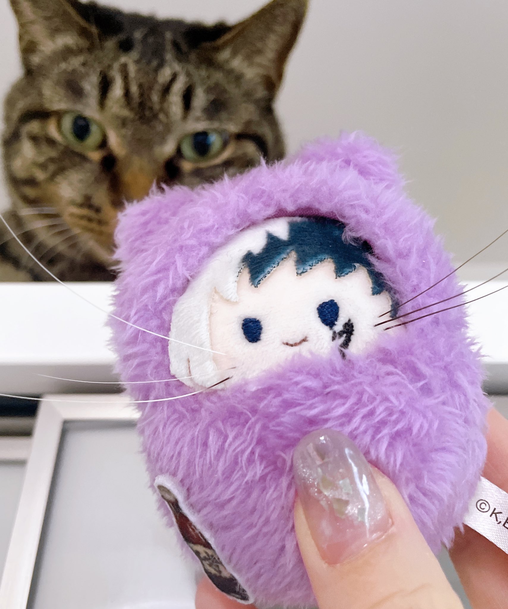 キラキラ⭐️　　ひょっこり猫 えっくす☆きゅーと特別企画「Star Sprinkles/Moon Cat Chiika