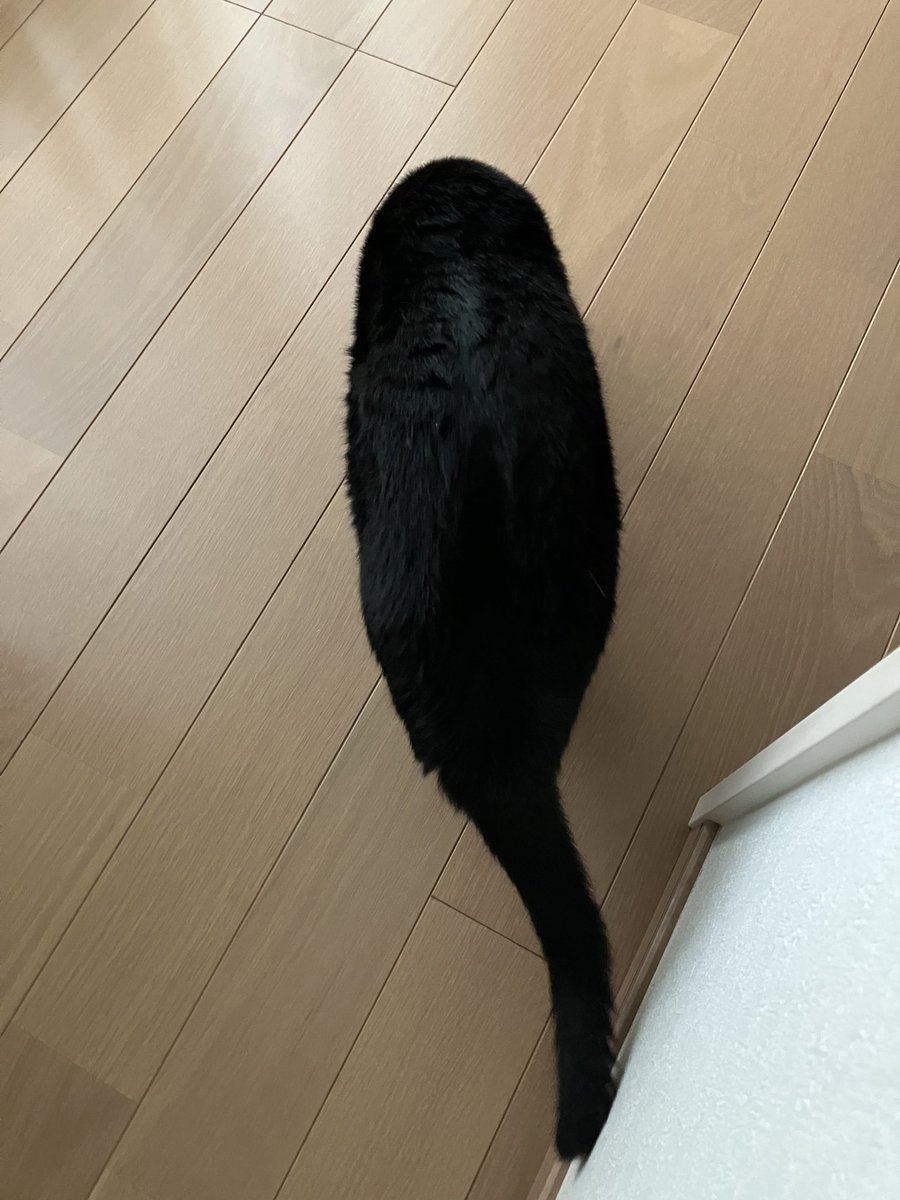 お？
 #ねこ #猫好きさんと繋がりたい
 #保護猫 #黒猫 #ねこかわいいね
