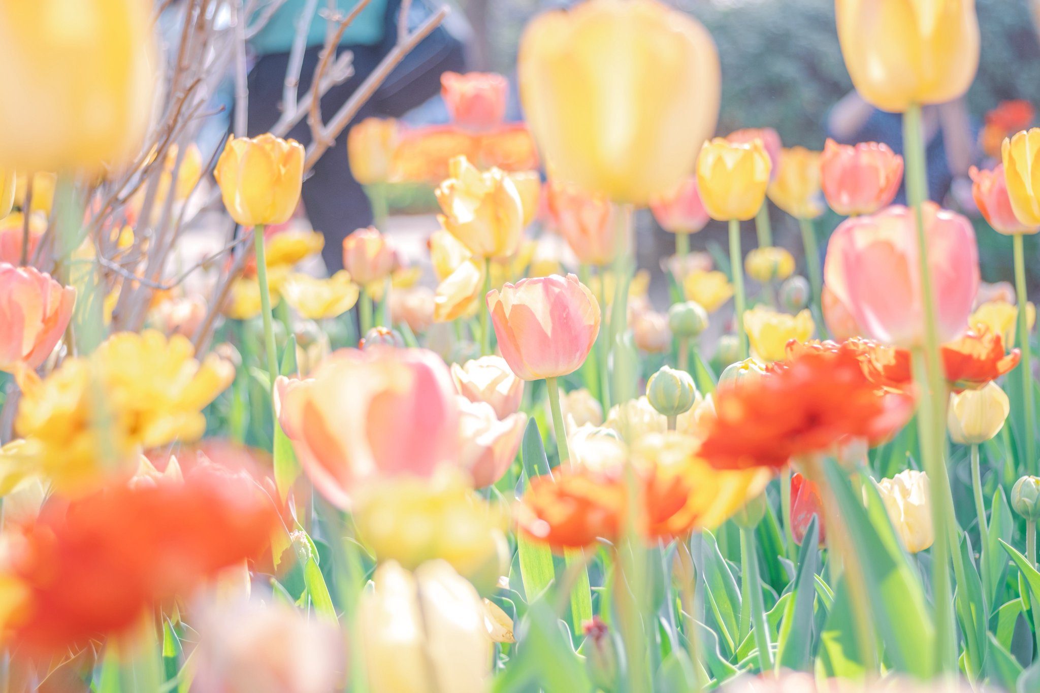 花のパステル画宙花 パステル画 植物と地球 A4サイズ宙花