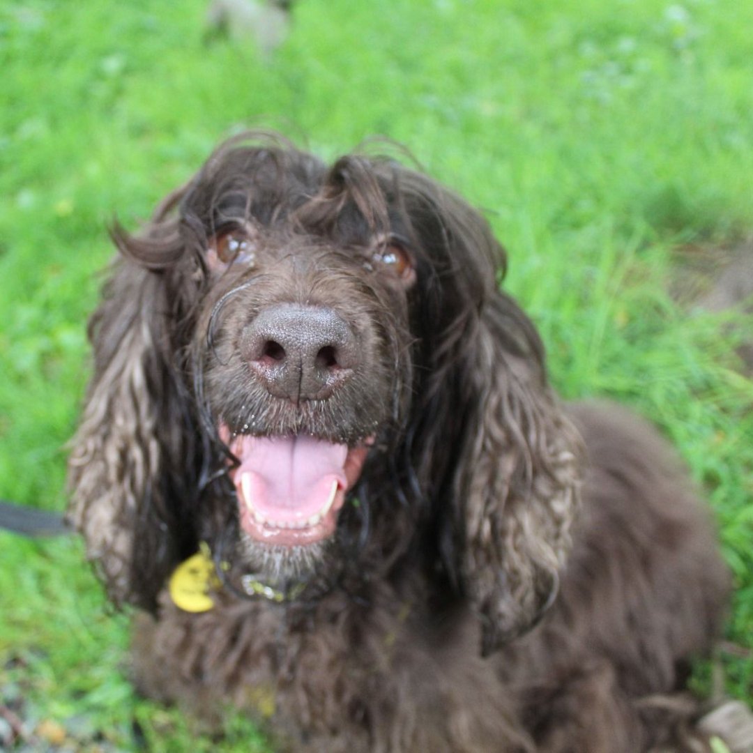 Dogs Trust 💛🐶 (@dogstrust) on Twitter photo Karma came into our care as her family didn't have the time to give her anymore. She arrived at <a href="/DT_Glasgow/">Dogs Trust Glasgow</a> quite matted so the team got to work! Looking pawgeous after her makeover, sweet girl Karma has now been adopted 💛🥳 Karma came into our care as her family didn't have the time to give her anymore. She arrived at <a href="/DT_Glasgow/">Dogs Trust Glasgow</a> quite matted so the team got to work! Looking pawgeous after her makeover, sweet girl Karma has now been adopted 💛🥳