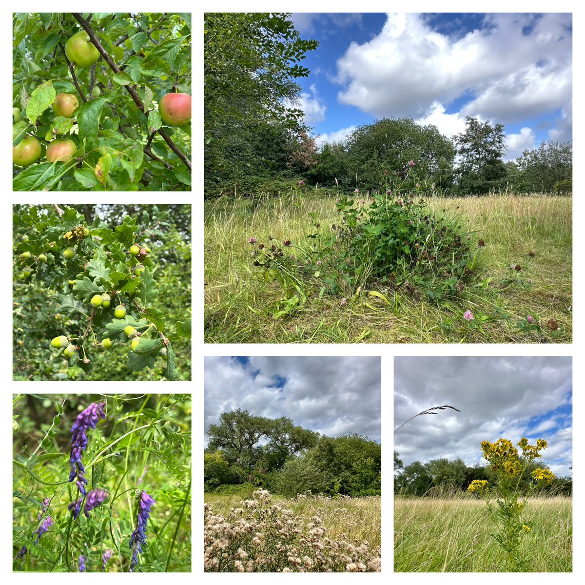 Jay_Therapy Up North (@therapyupnorth) on Twitter photo Wildness in the city - in the local green space <a href="/ryebankfields/">Save RyeBank Fields 🍃💚🍃</a> #chorlton #manchester #sixonsaturday #SaturdayVibes #365dayswild #wellbeing #nature #therapy #outdoors #mindfulness #mentalhealth #health #SaveRyebankFields Wildness in the city - in the local green space <a href="/ryebankfields/">Save RyeBank Fields 🍃💚🍃</a> #chorlton #manchester #sixonsaturday #SaturdayVibes #365dayswild #wellbeing #nature #therapy #outdoors #mindfulness #mentalhealth #health #SaveRyebankFields