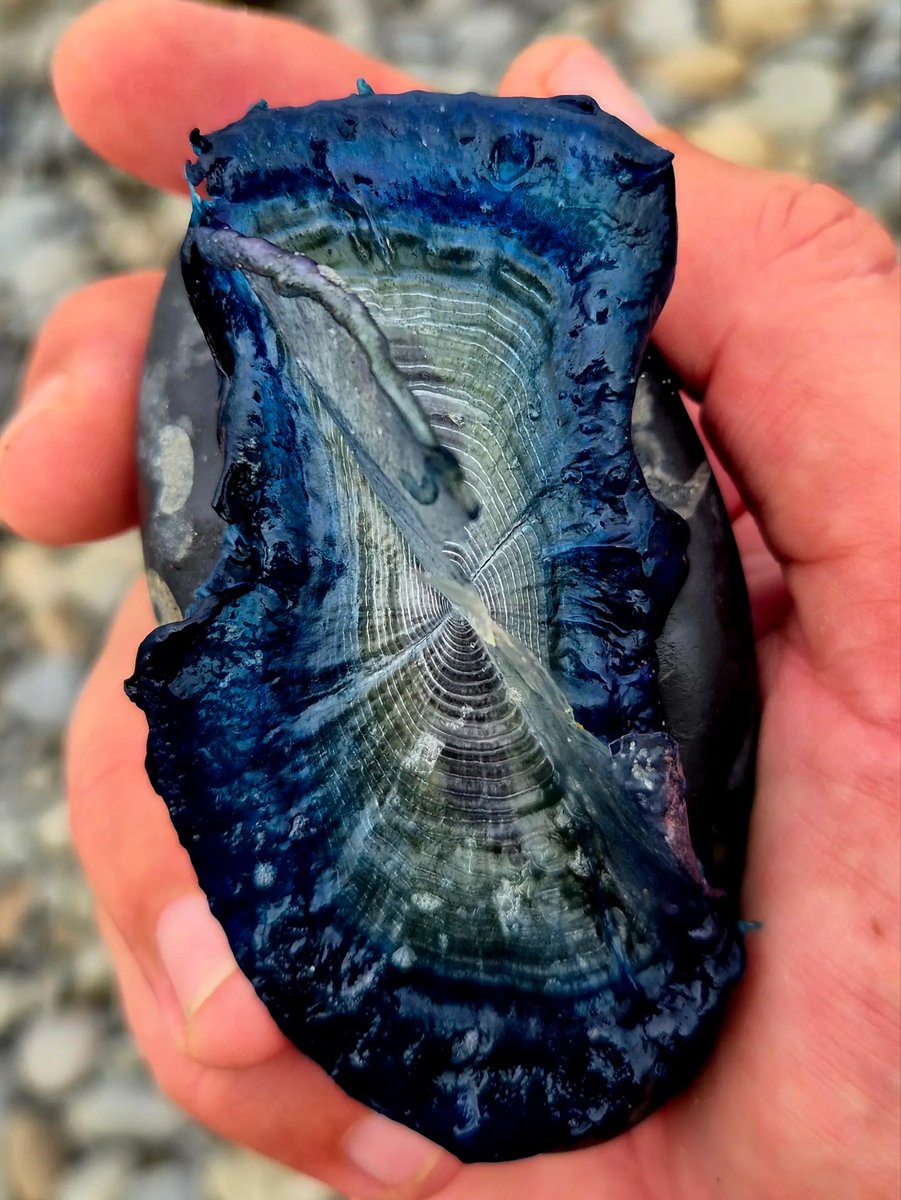 cormac_mcginley's tweet image. A freshly washed in By-the-Wind Sailor (Velella velella), its coloured tentacles still vibrant. These open ocean drifters occasionally was ashore in large numbers. 
County Clare, Ireland.