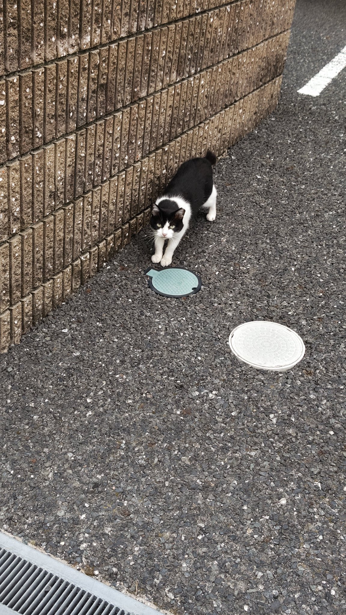 逃げるねこ レイピダ＠🐱🚅(っ'-')╮ =͟͟͞͞💊🦠 on X: 