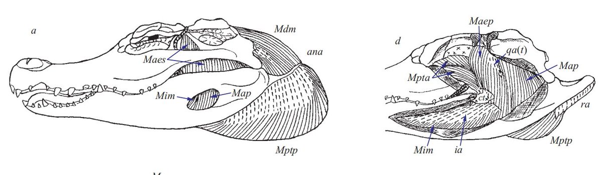 We often seem to underestimate the muscles of the crocodile's jaw. It's as if we've assumed that the skulls of these animals should look exactly the same when they're alive and when they're dead