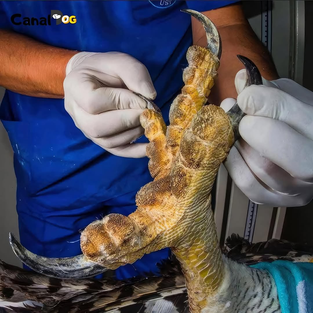 Close-up of a harpy eagle's massive talon