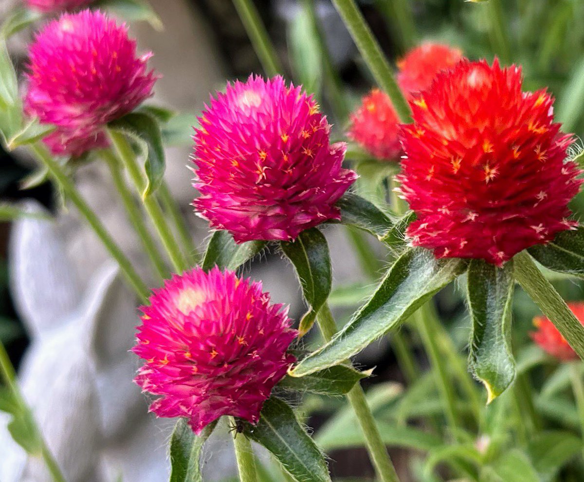 こんばんは♪
これから植え替えをします。
千日紅
鮮やかな色です。
#ブルバ100