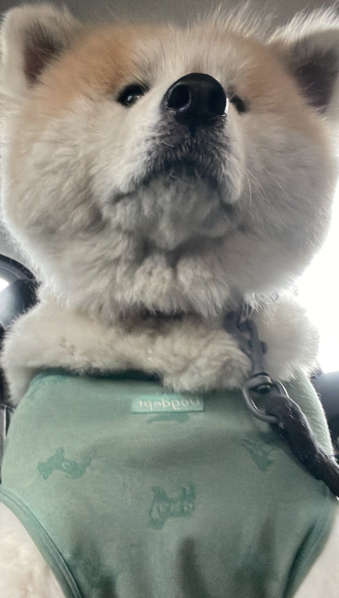 牝犬 秋田犬の妖精 フェアリーさん NoWar🐾 on X: 