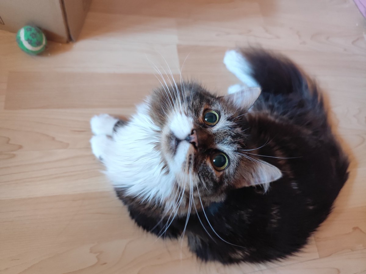 Voui banjour c'est pourkwaaa ? 💚👑