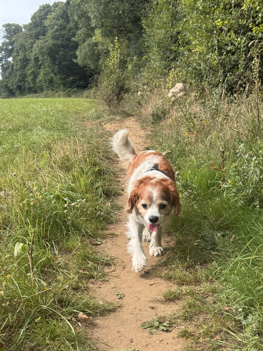 StanleytheC's tweet photo. Love my new home, so many quiet and lovely fields to have a ramble around  🐾🐾 https://t.co/rTcqEFwiHL