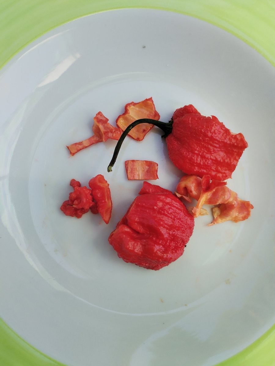 Каролина рипер, отров. Кој сака екстремно луто може од extraluto.com да си купи.