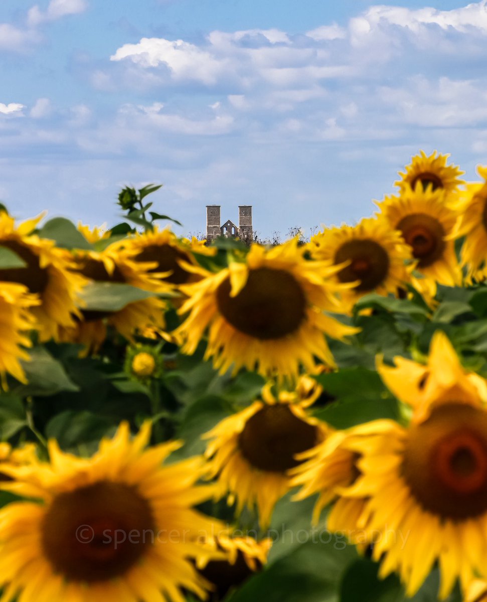 Reculver sunflowers