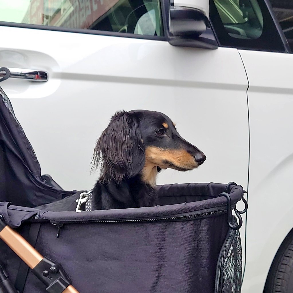 レンくん連れて
ビバホームに行ってきたよ🐶⁡

⁡#nbox #honda⁡
⁡#ビバホーム #買い物⁡
⁡#義実家 #レン #男の子
#1歳 #ダックスフンド
#ミニチュアダックスフンド
#ミニチュアダックス
#ブラックタン