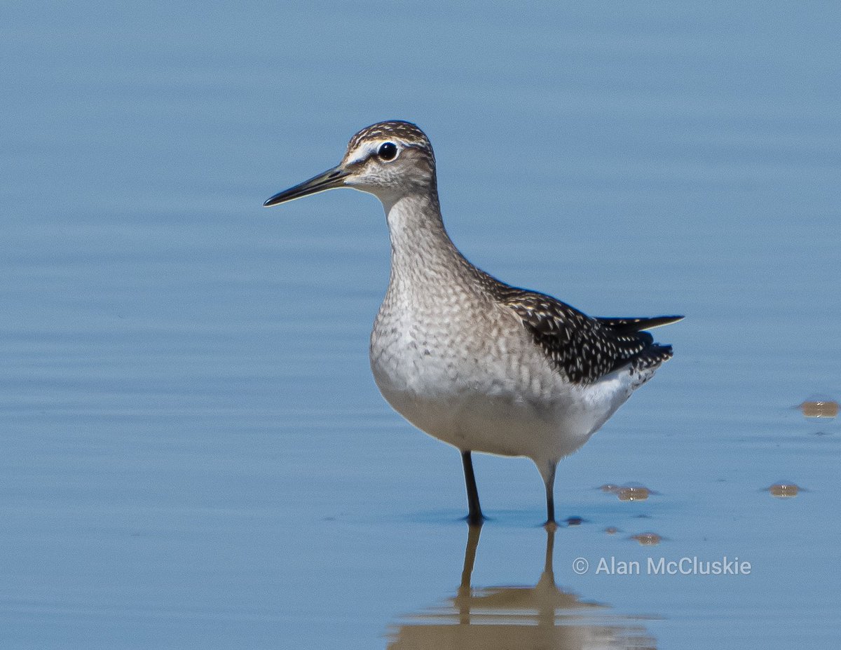Alan's Birds and Wildlife Images (@alanmccluskie) on Twitter photo #WoodSandpiper <a href="/slimbridge_wild/">Slimbridge Sightings</a> <a href="/waderquest/">Wader Quest</a> <a href="/rawbirds/">RAW BIRDS Nature Photography</a> #ThePhotoHour #BBCWildlifePOTD #WoodSandpiper <a href="/slimbridge_wild/">Slimbridge Sightings</a> <a href="/waderquest/">Wader Quest</a> <a href="/rawbirds/">RAW BIRDS Nature Photography</a> #ThePhotoHour #BBCWildlifePOTD